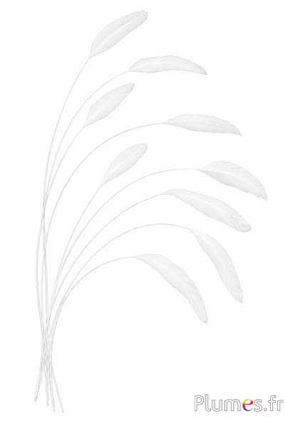 Coquetip - 20-25 cm - wit